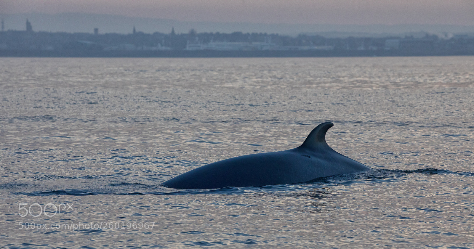 Canon EOS 5D Mark IV sample photo. Minke whale photography