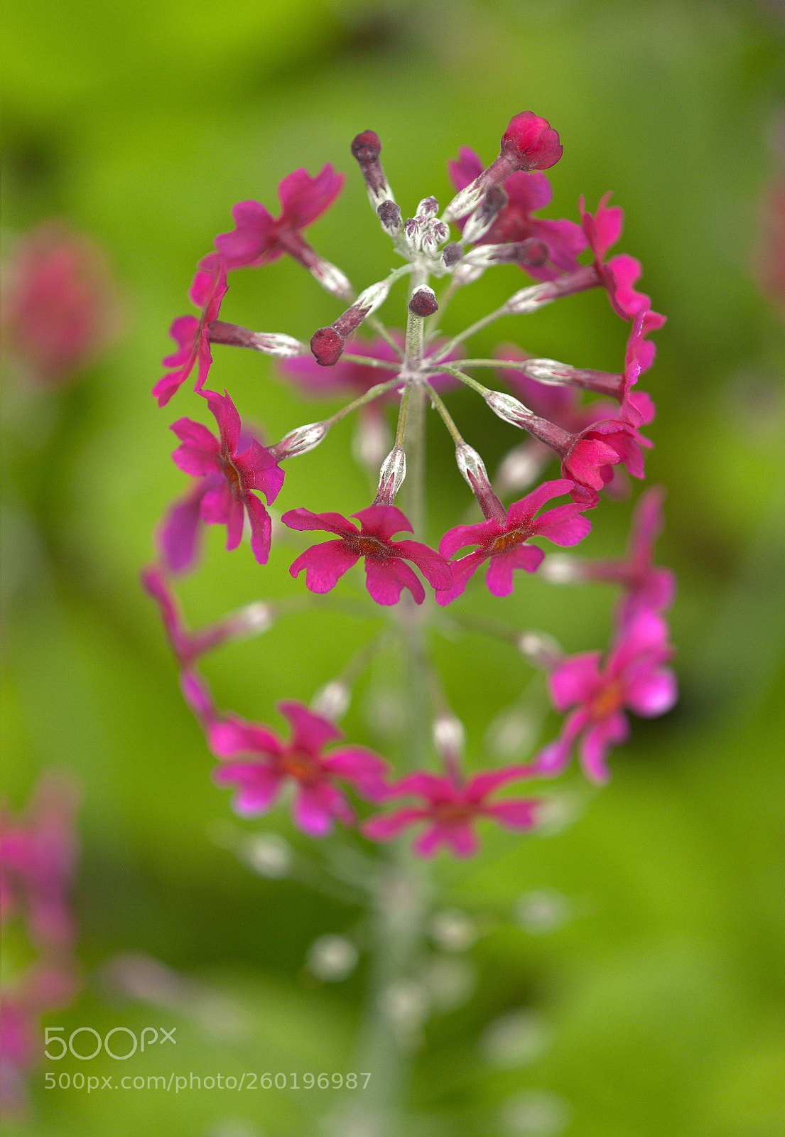 Nikon D700 sample photo. Pulverulenta photography