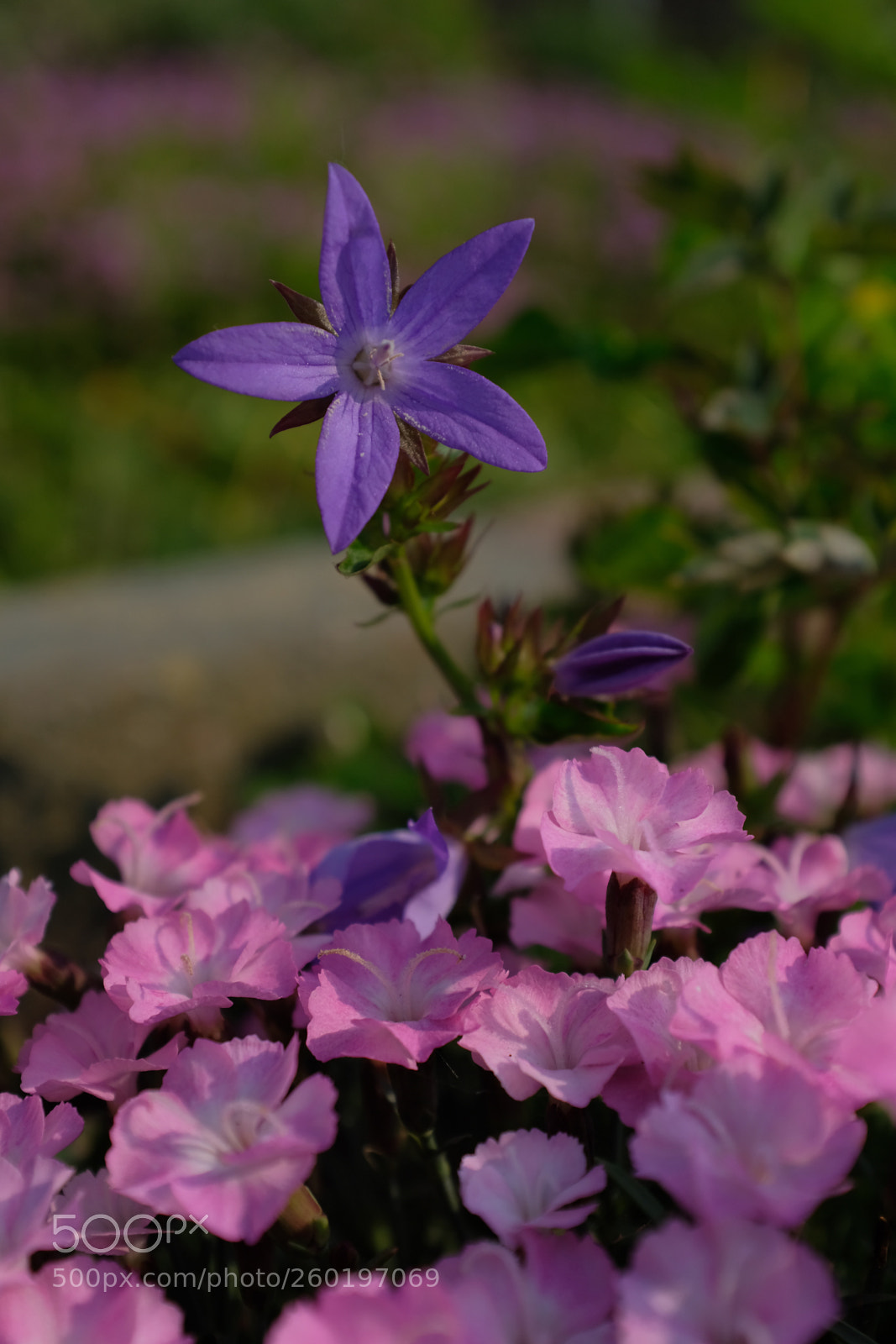 Fujifilm X100F sample photo. Early morning blooming photography