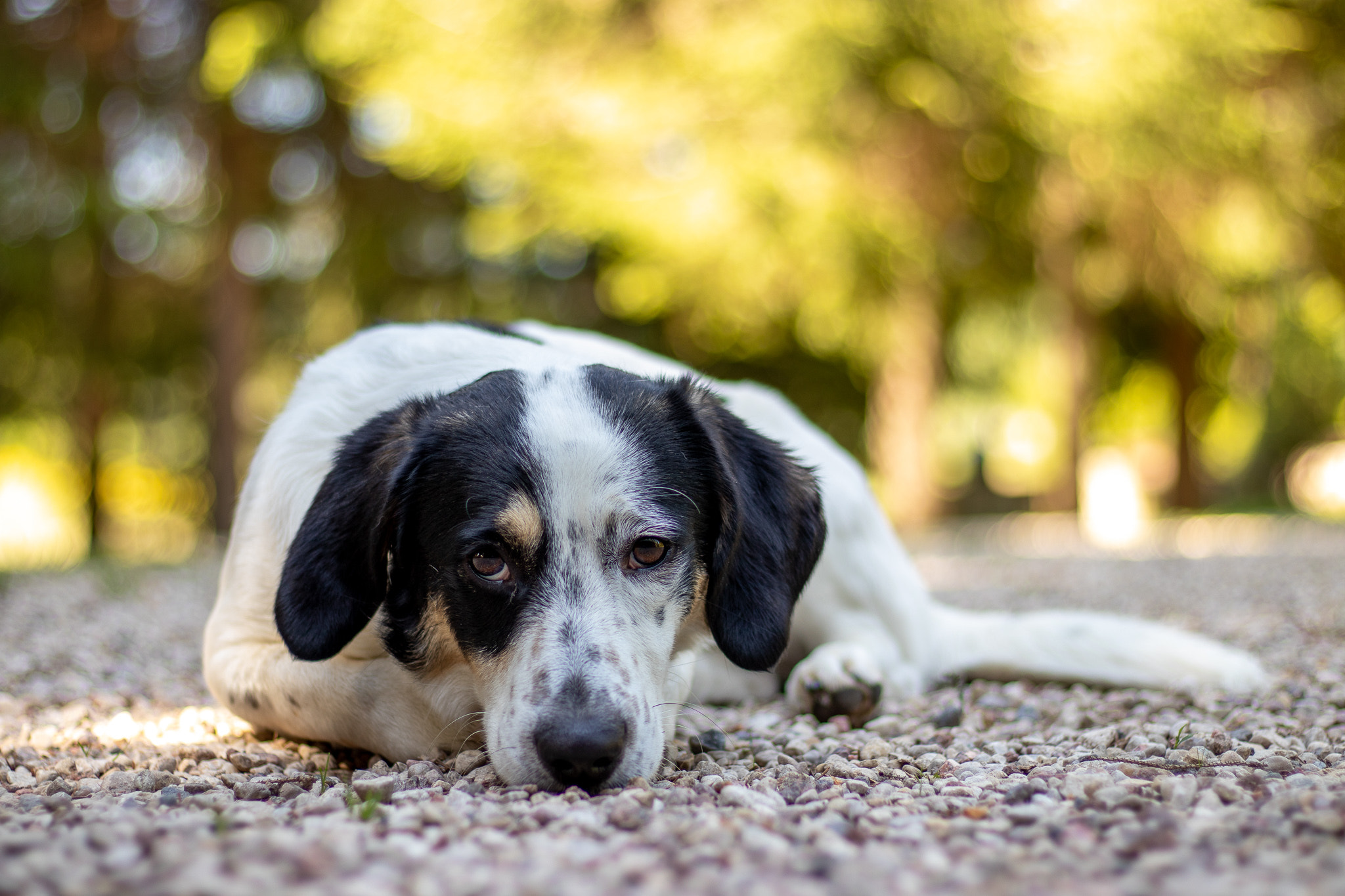 Canon EOS 800D (EOS Rebel T7i / EOS Kiss X9i) sample photo. Doggy photography