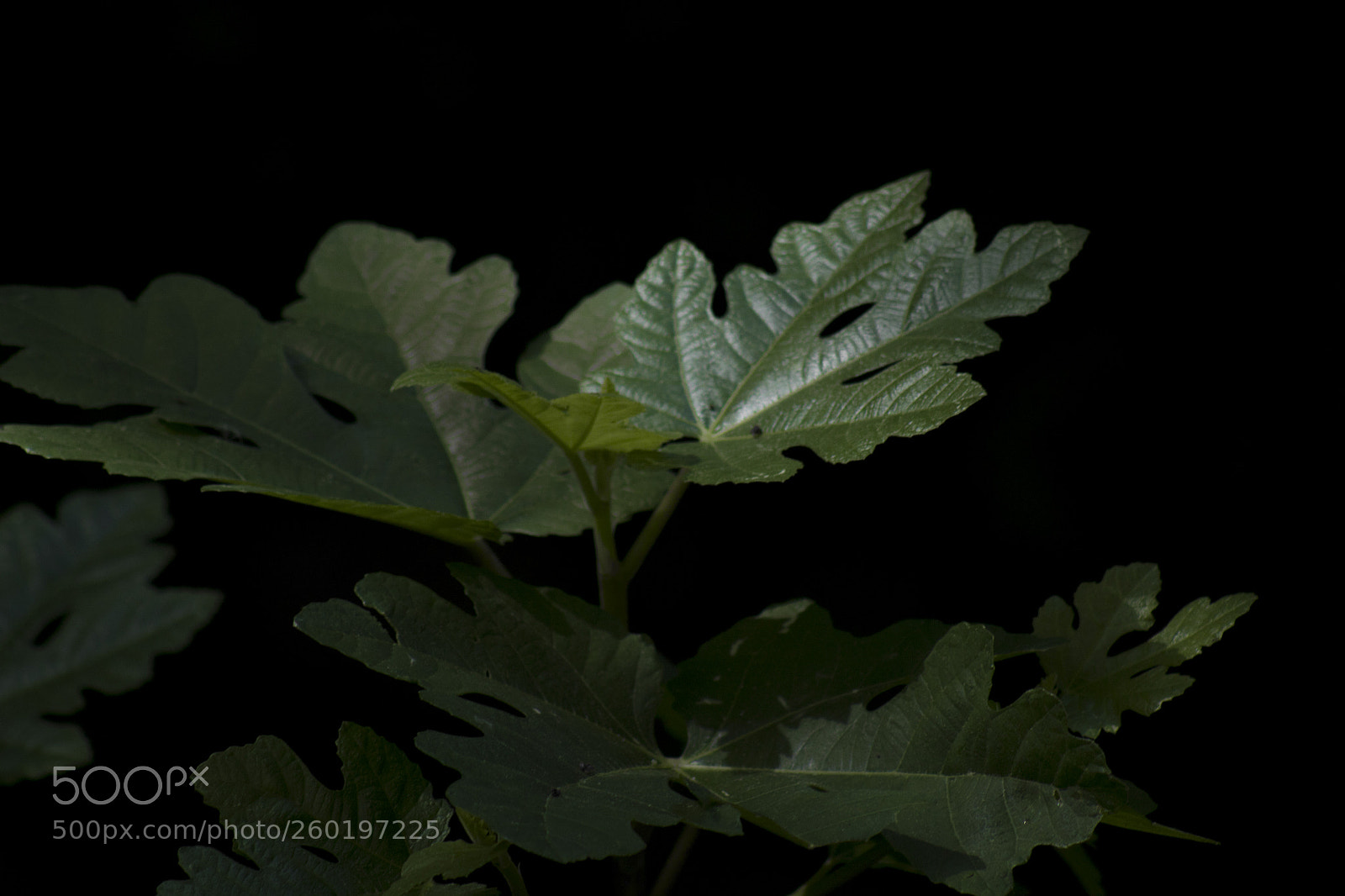 Canon EOS 1300D (EOS Rebel T6 / EOS Kiss X80) sample photo. Dark leaf photography