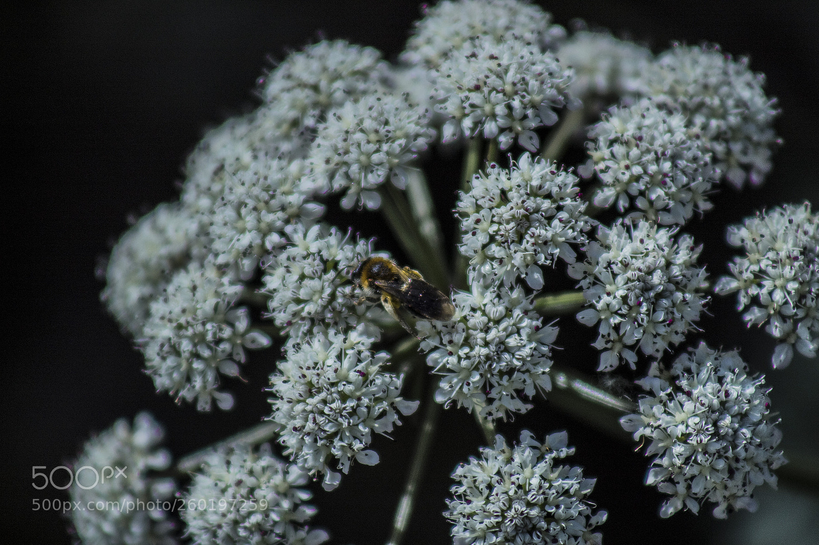 Canon EOS 1300D (EOS Rebel T6 / EOS Kiss X80) sample photo. Bee photography
