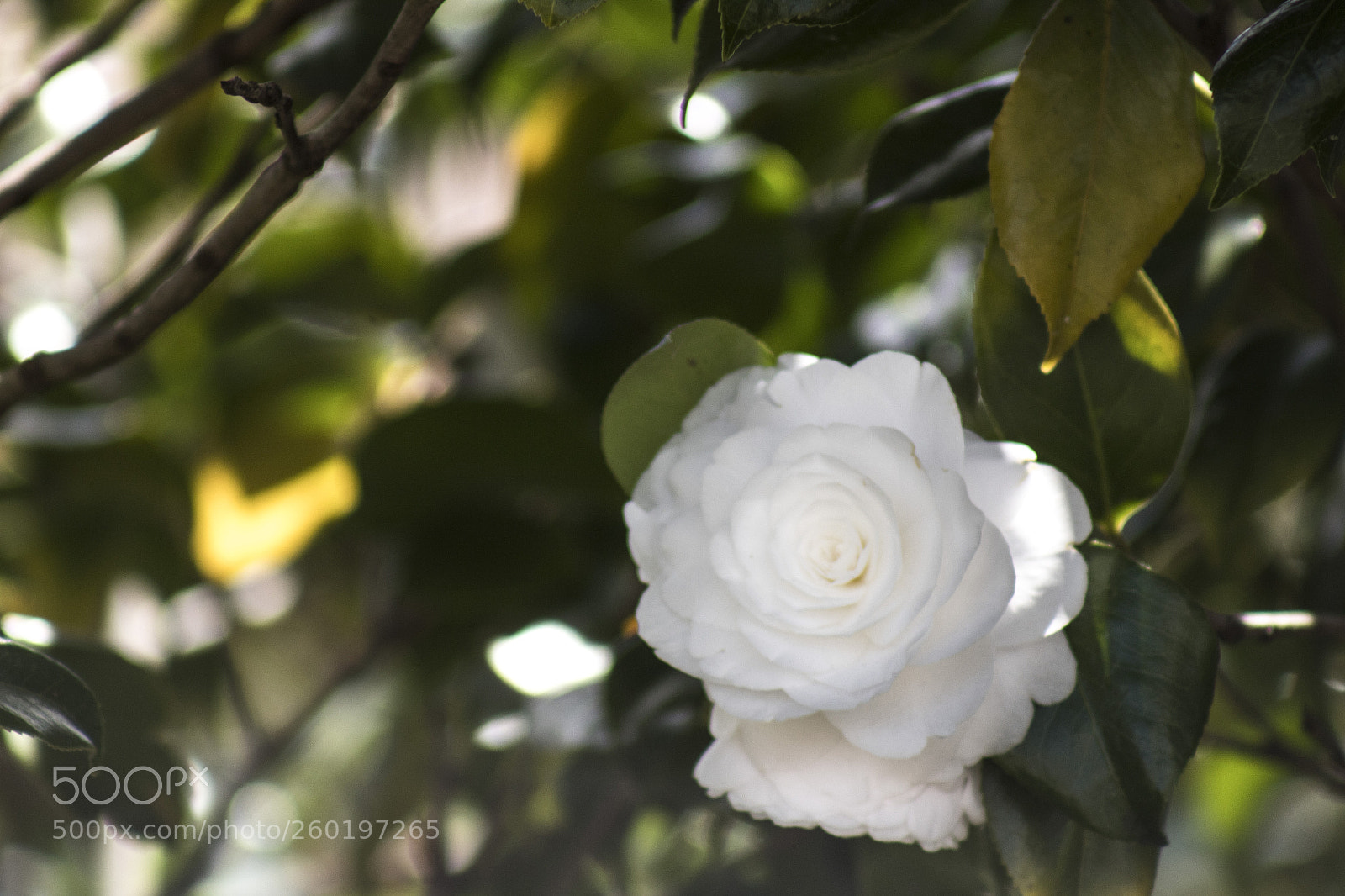 Canon EOS 1300D (EOS Rebel T6 / EOS Kiss X80) sample photo. White photography