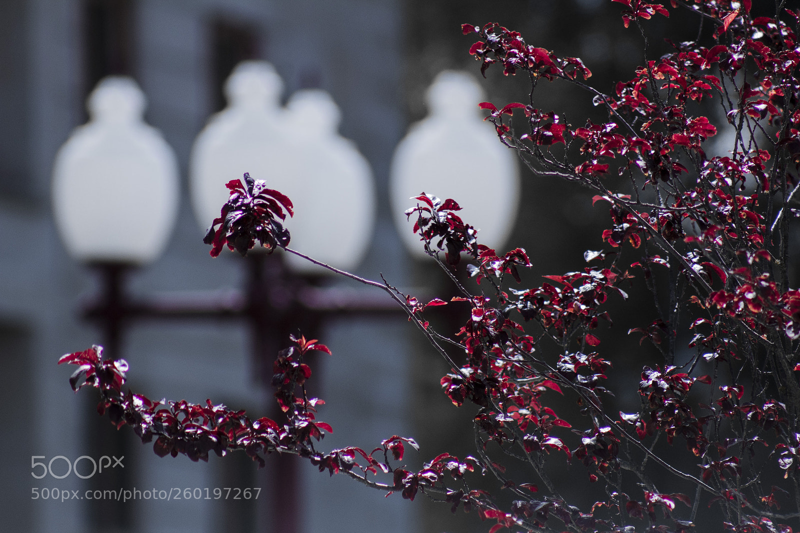 Canon EOS 1300D (EOS Rebel T6 / EOS Kiss X80) sample photo. Red branches photography
