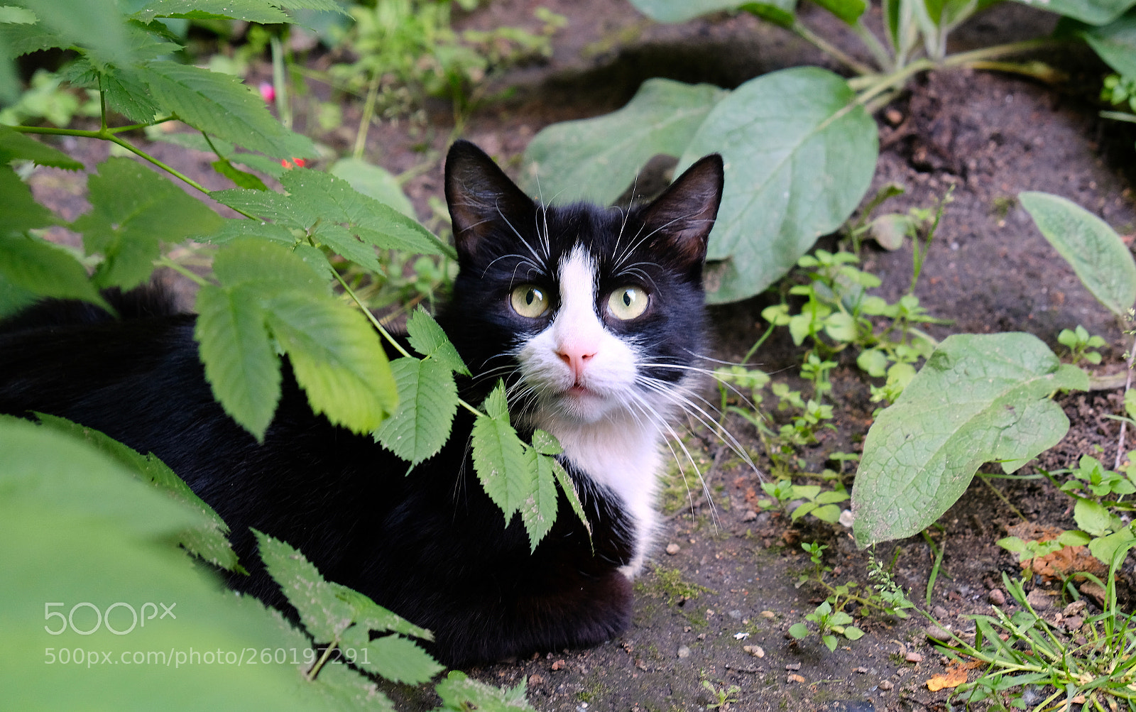 Fujifilm X-T20 sample photo. Felix the cat photography