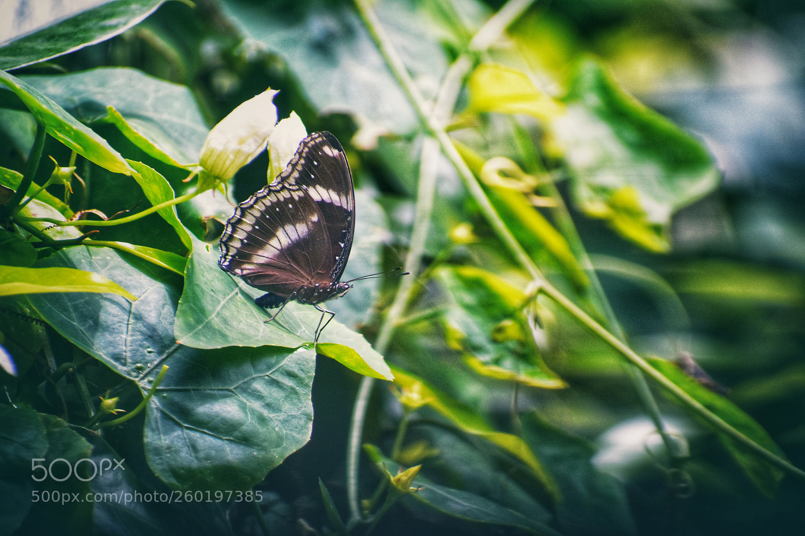 Nikon D3400 sample photo. Butterfly photography