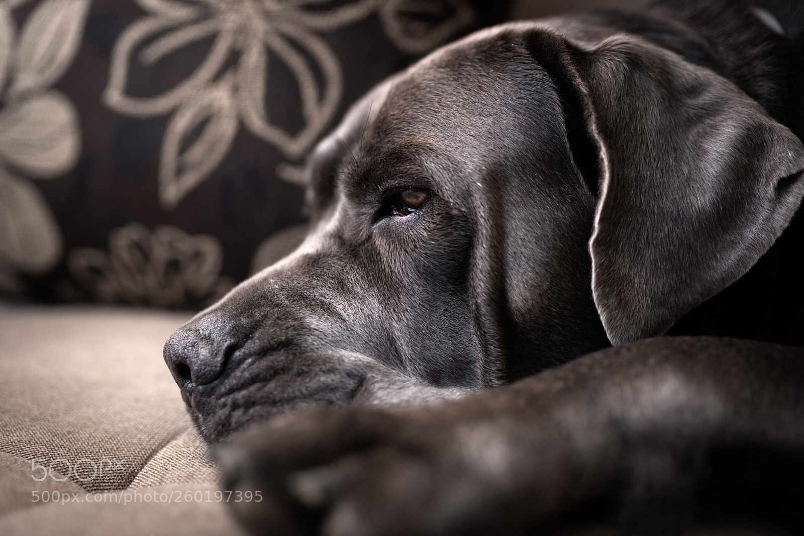 Nikon D610 sample photo. Sleeping dog photography