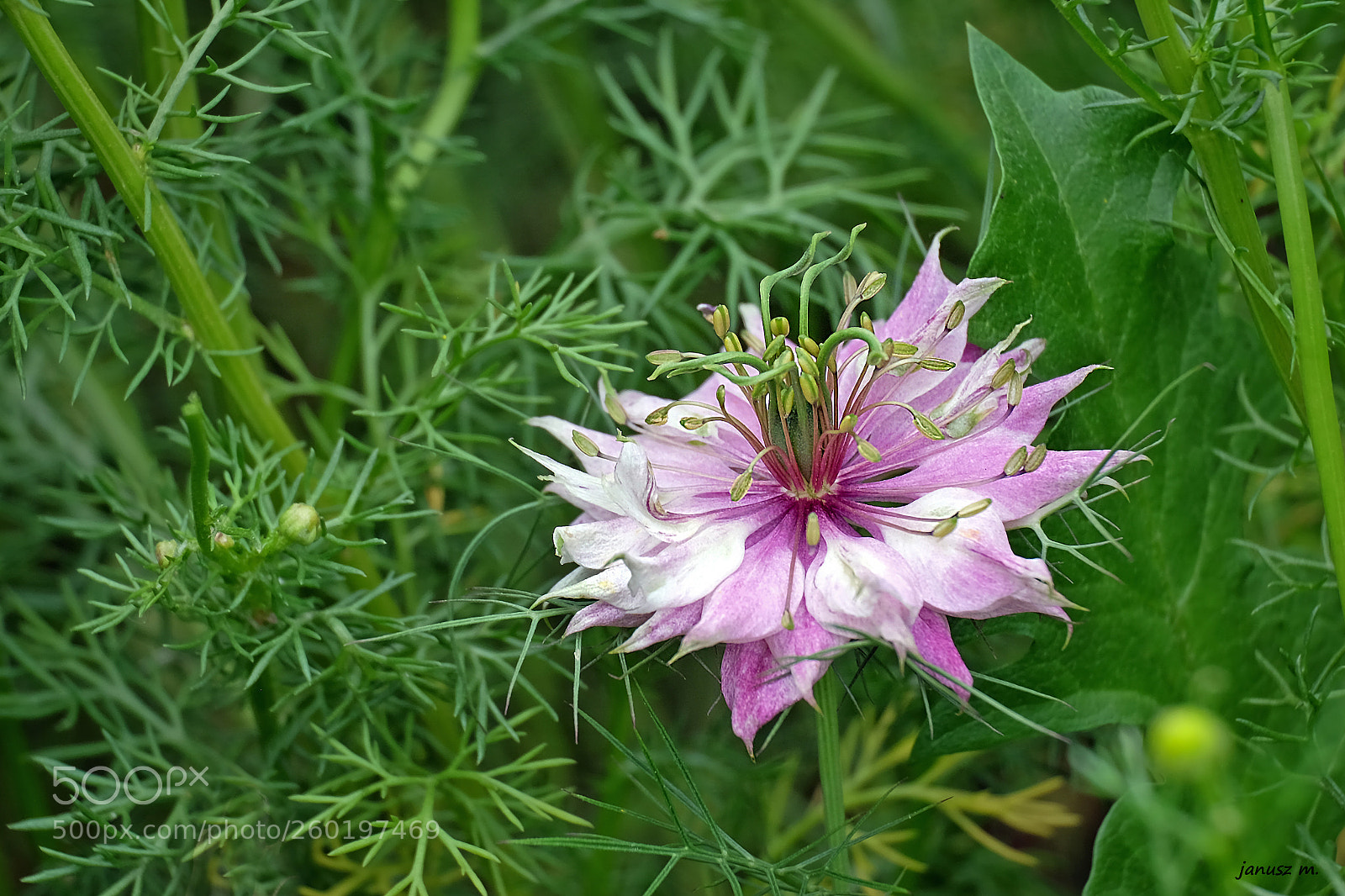 Fujifilm X-T10 sample photo. Flowers of the polish photography