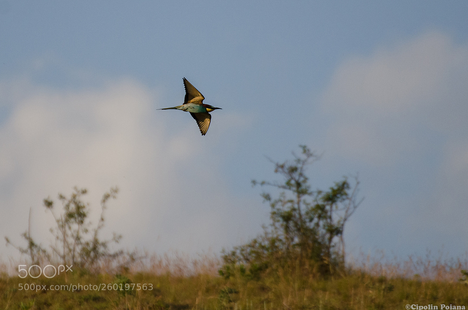 Nikon D7000 sample photo. Prigoria in flight photography