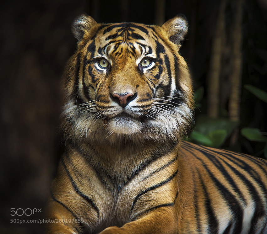 Nikon D4 sample photo. Sumatran tiger photography