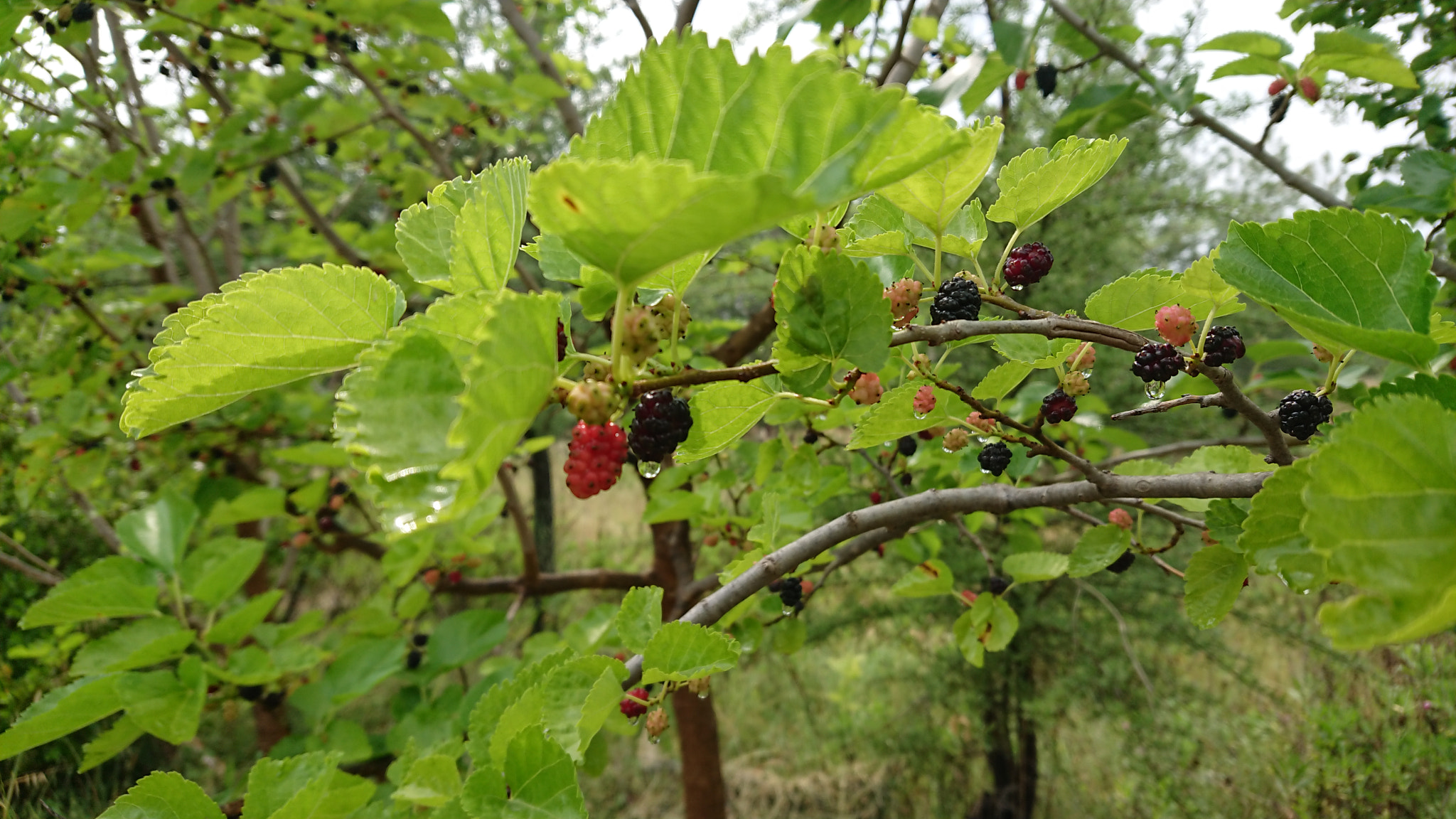Sony Xperia XZ Premium sample photo