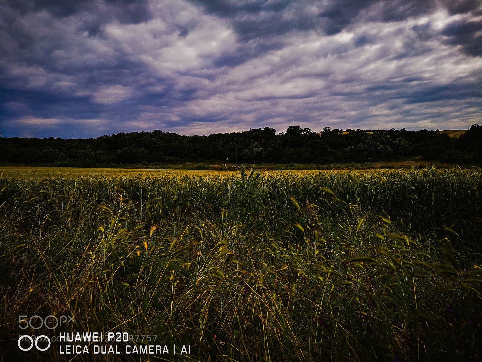 HUAWEI P20 sample photo. Wheat field after the photography