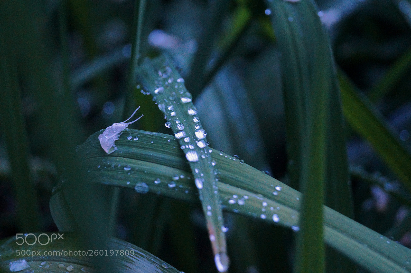 Sony SLT-A58 sample photo. After the rain photography