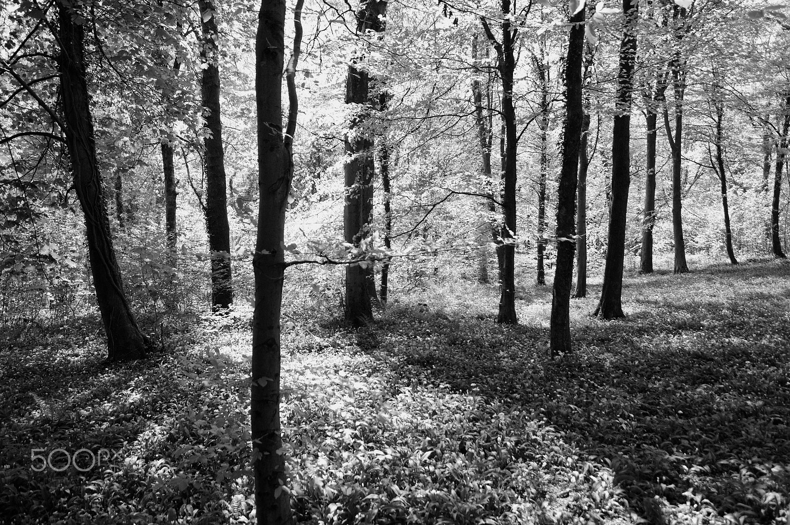 Nikon D2X sample photo. Woodland shadows photography