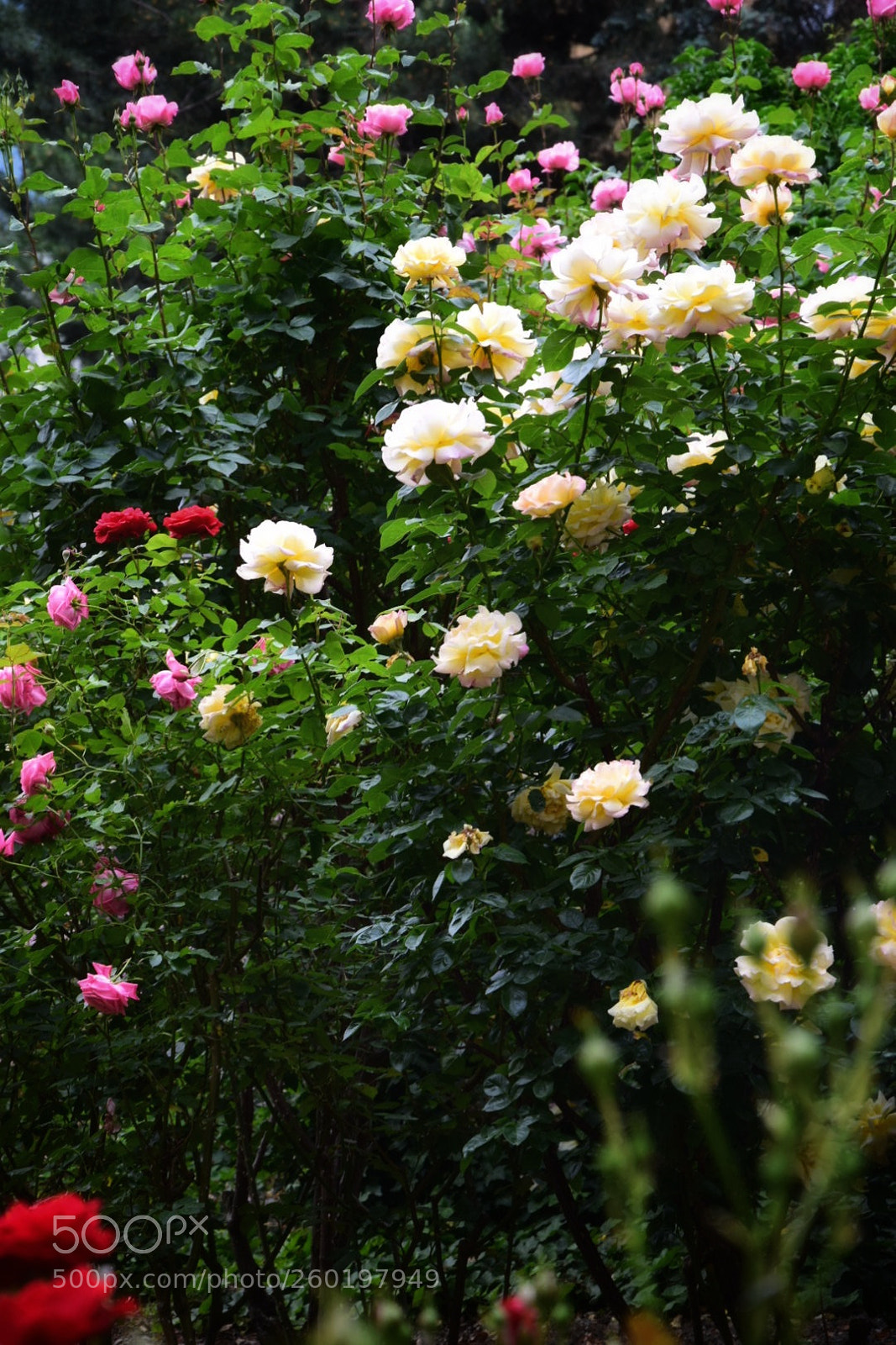 Nikon D5300 sample photo. Untitled photography