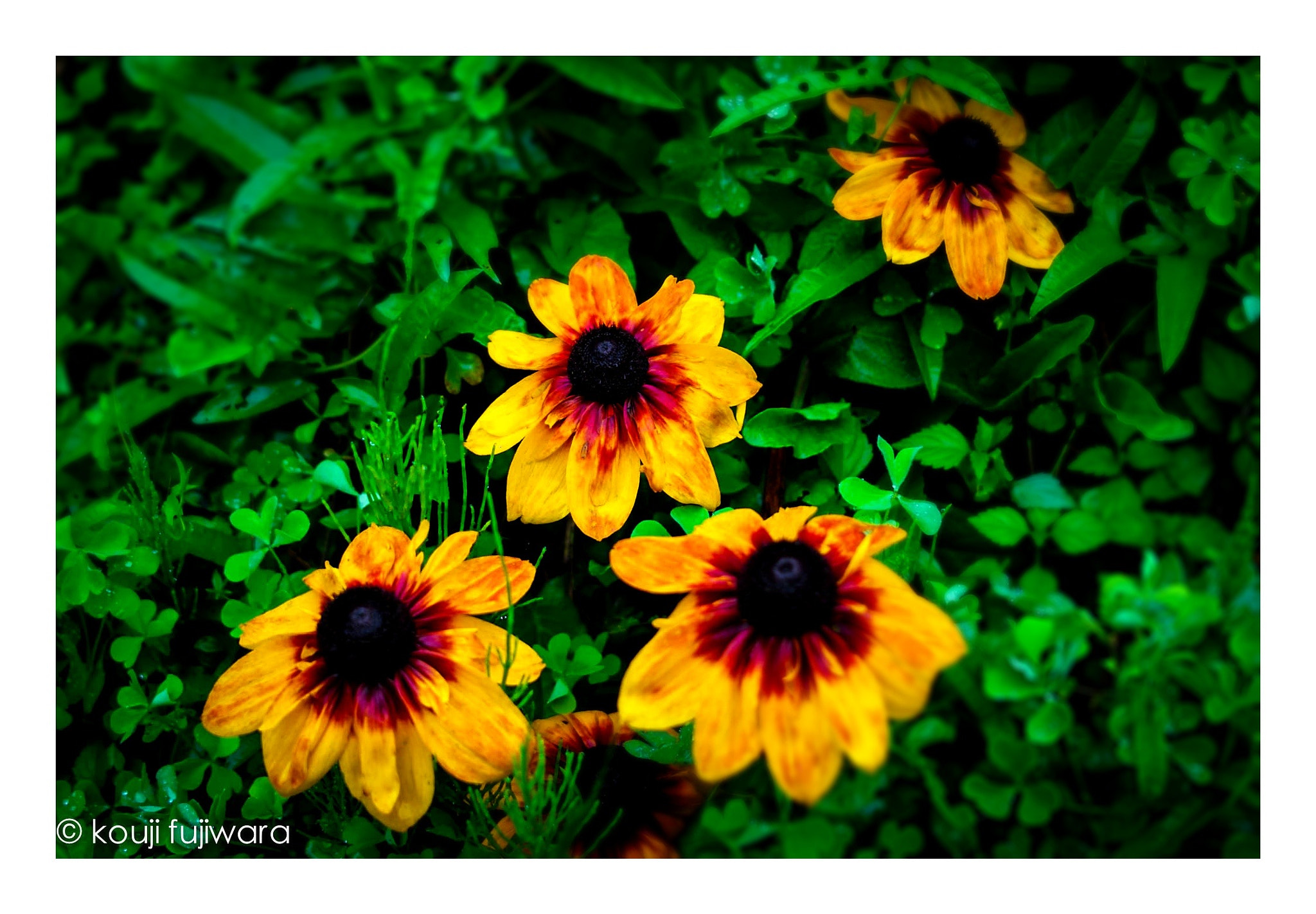 Sigma DP2 sample photo. Untitled photography