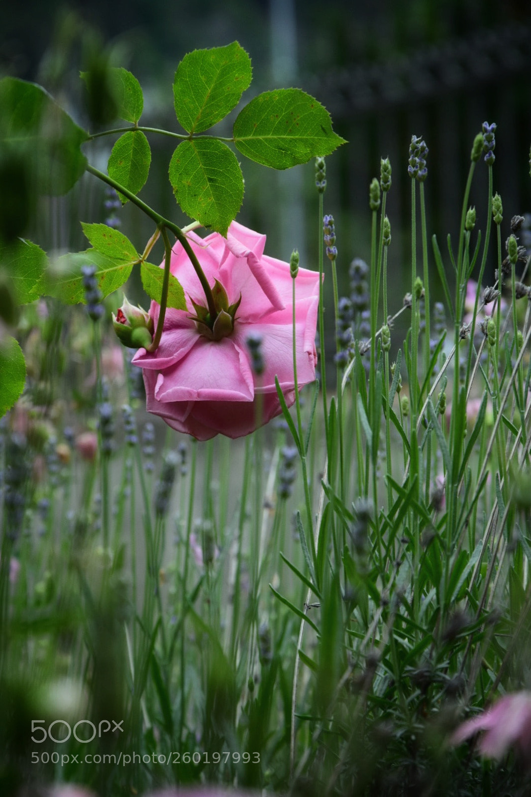 Nikon D5300 sample photo. Untitled photography