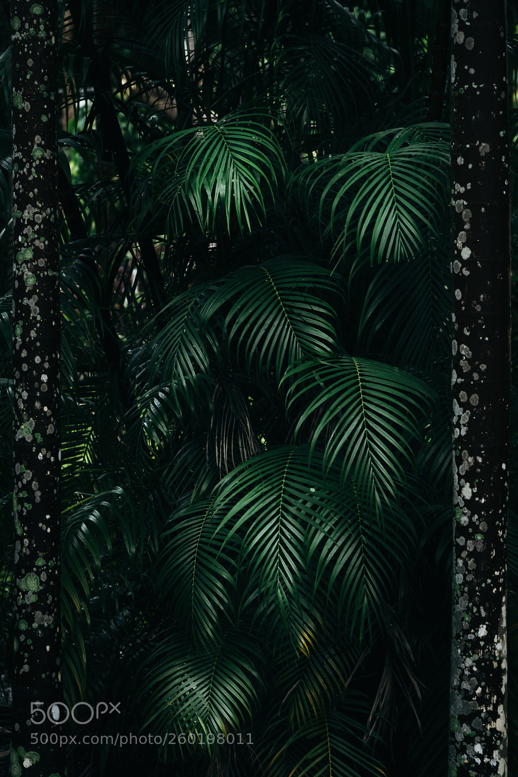 Nikon D750 sample photo. Nature gate photography