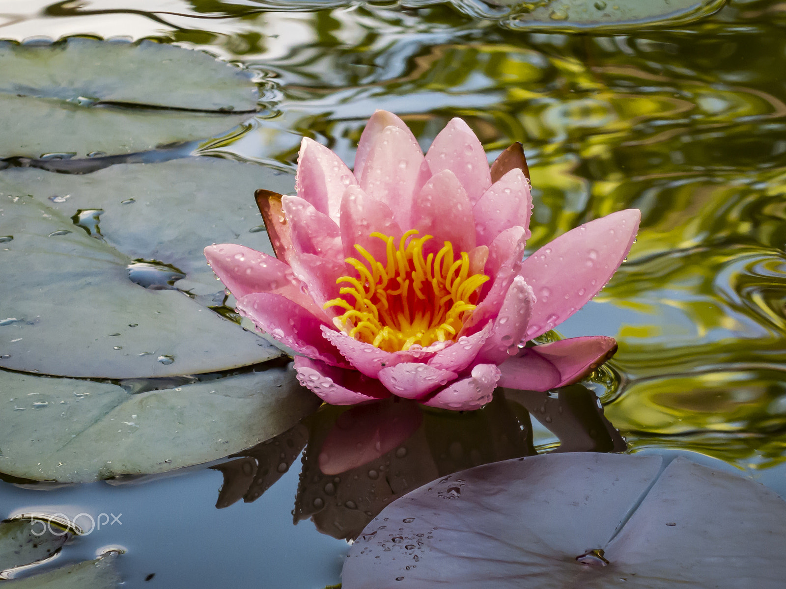 Canon PowerShot S100 sample photo. Water-lily woke up photography