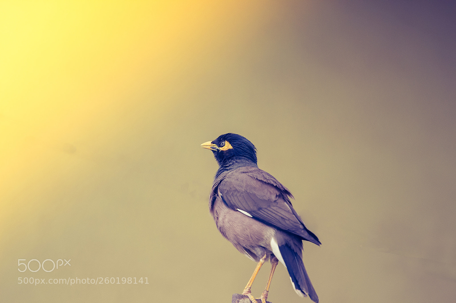 Canon EOS 700D (EOS Rebel T5i / EOS Kiss X7i) sample photo. Myna photography