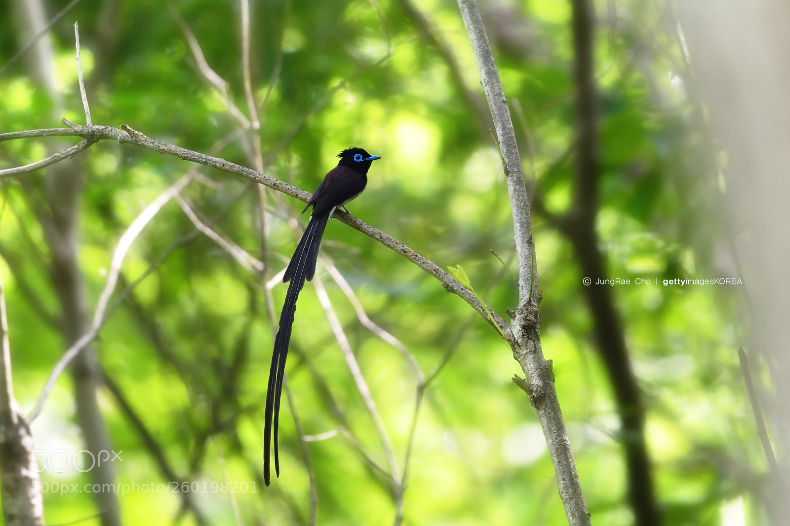 Nikon D850 sample photo. Japanese paradise flycatcher photography