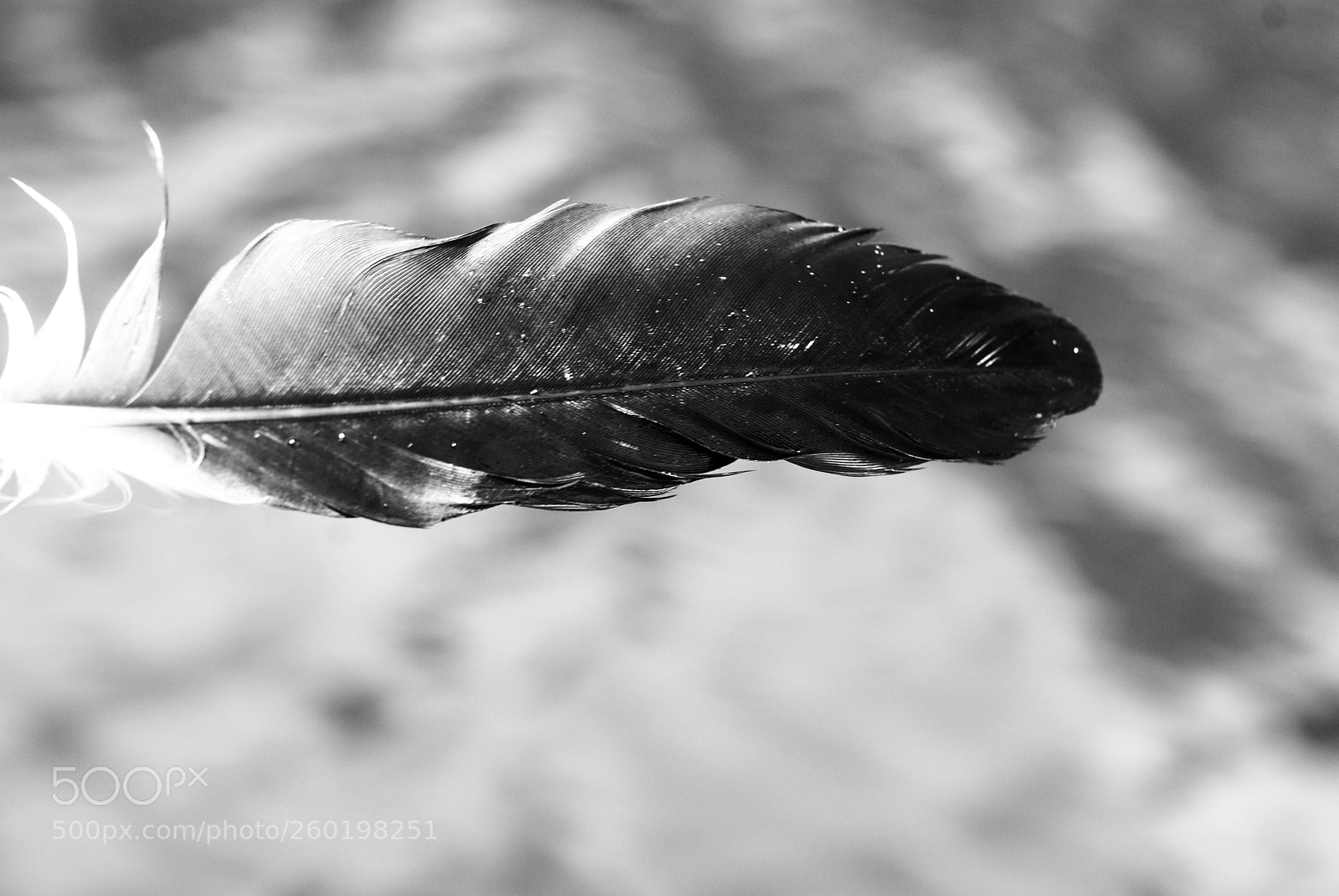 Nikon D80 sample photo. Feather photography