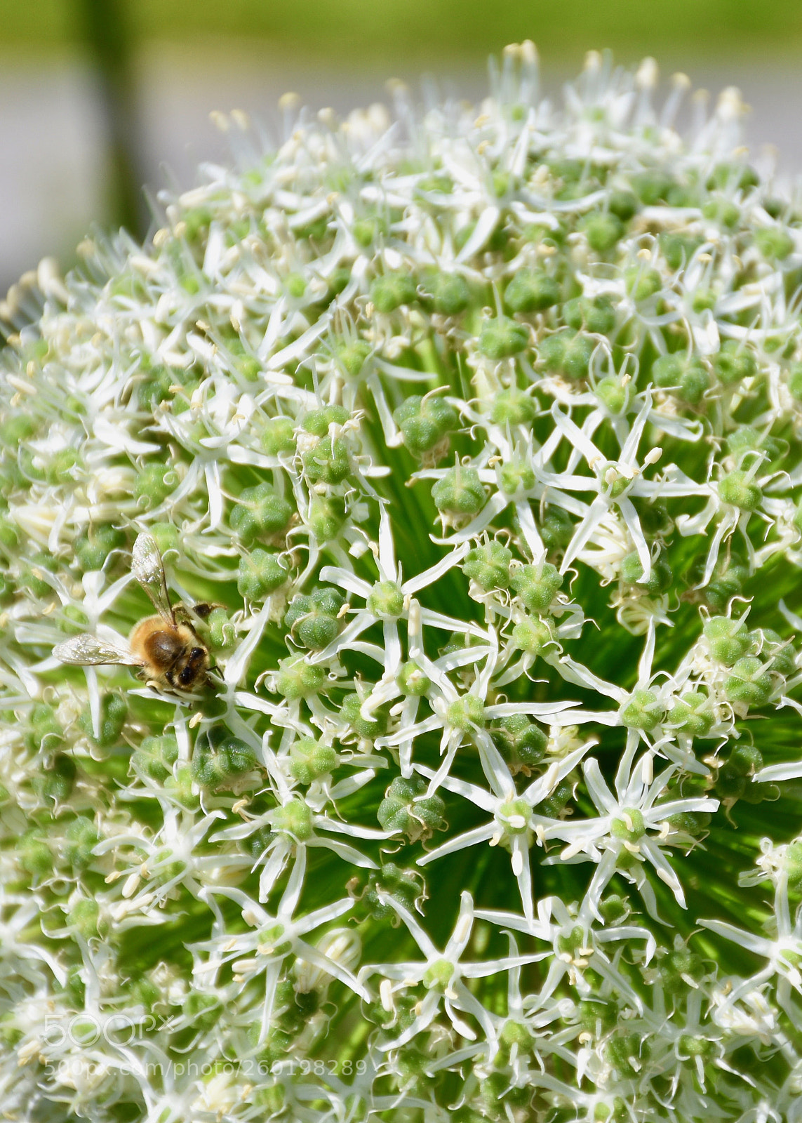 Nikon D5600 sample photo. Bee save photography
