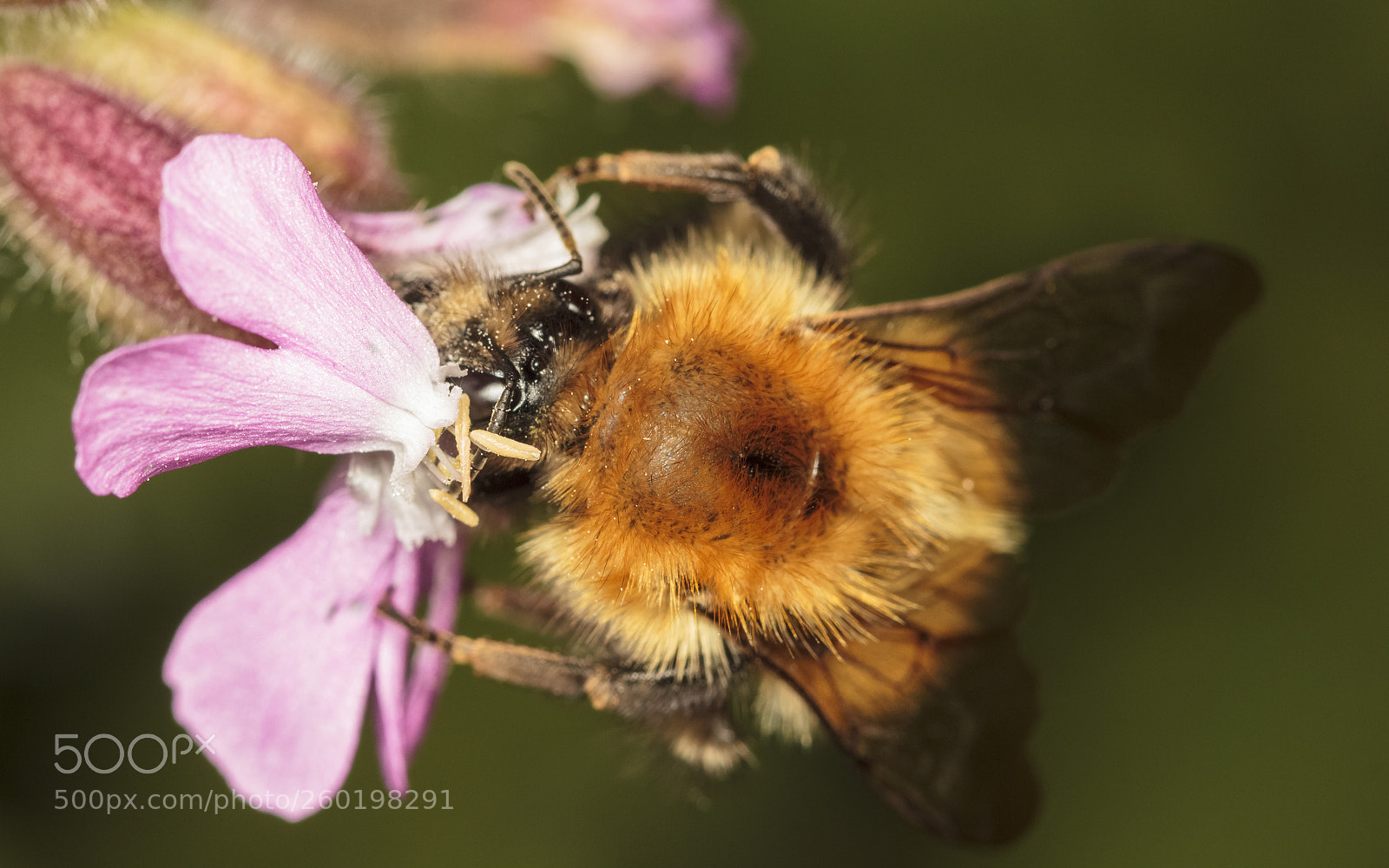 Canon EOS 550D (EOS Rebel T2i / EOS Kiss X4) sample photo. Humble bee photography