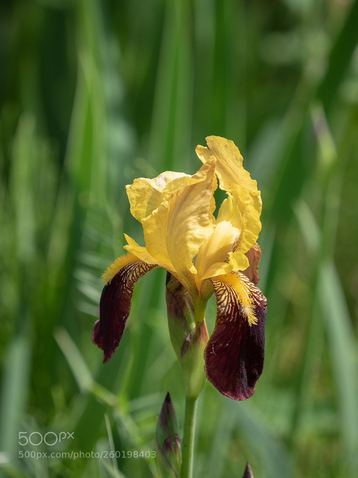 Olympus OM-D E-M5 II sample photo. Iris photography