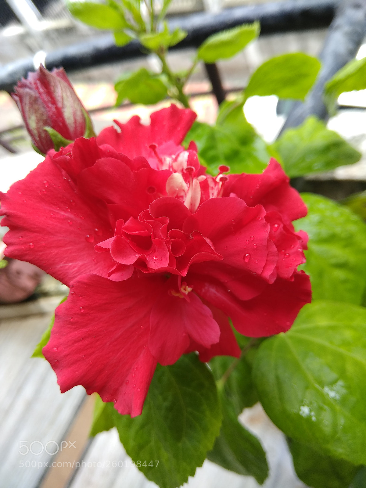 Xiaomi Redmi Note 4 sample photo. Untitled photography