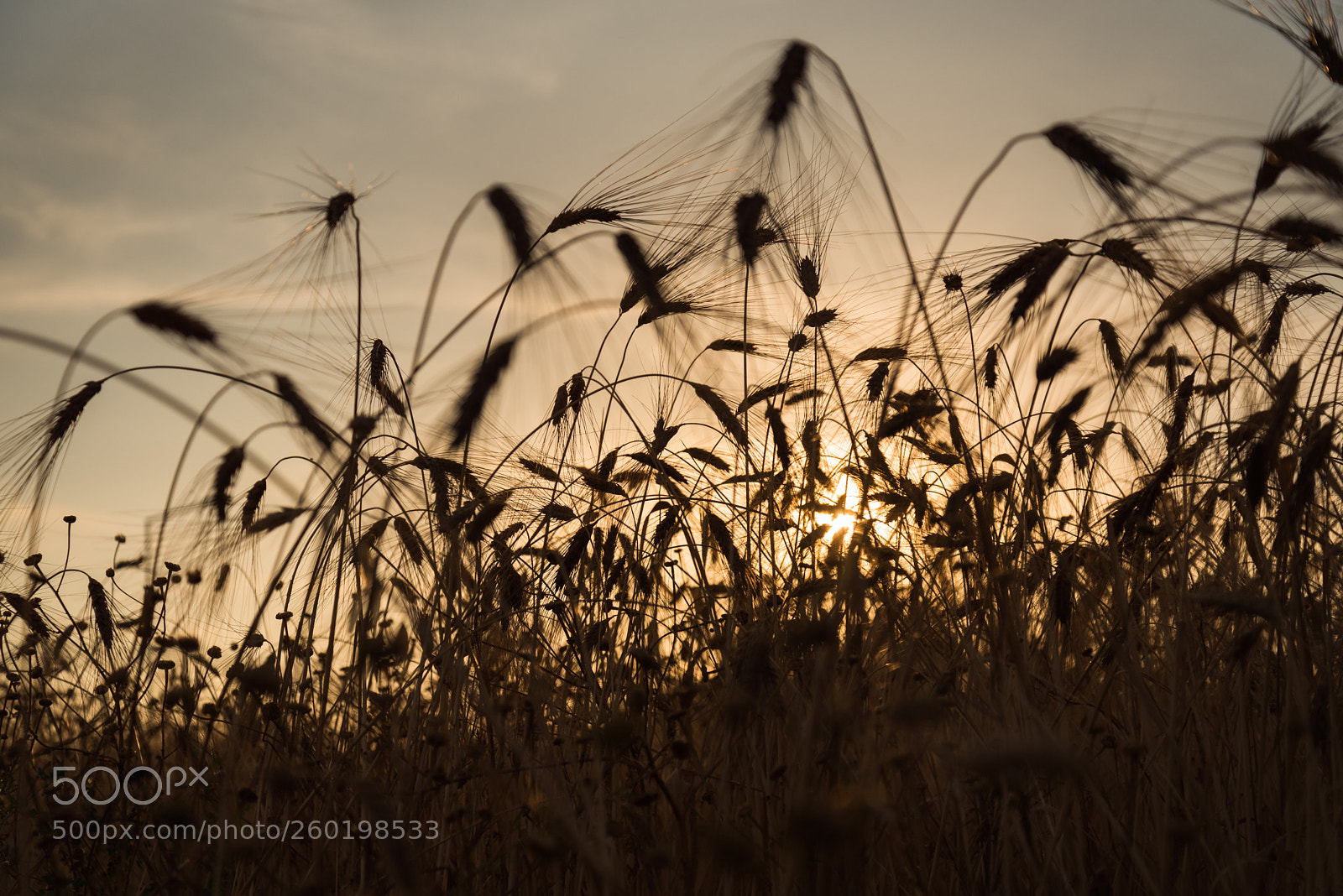 Nikon D750 sample photo. Sunset in marina di photography