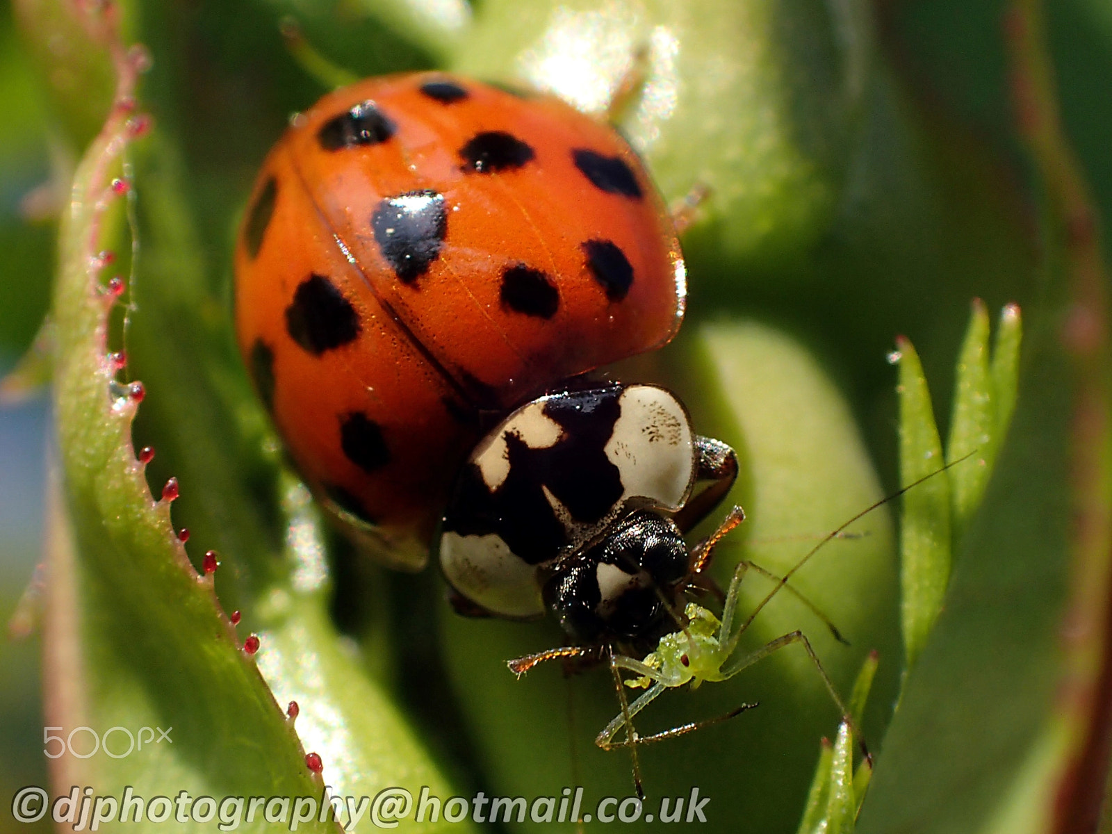Olympus TG-4 sample photo. Ladybird eating an aphid photography
