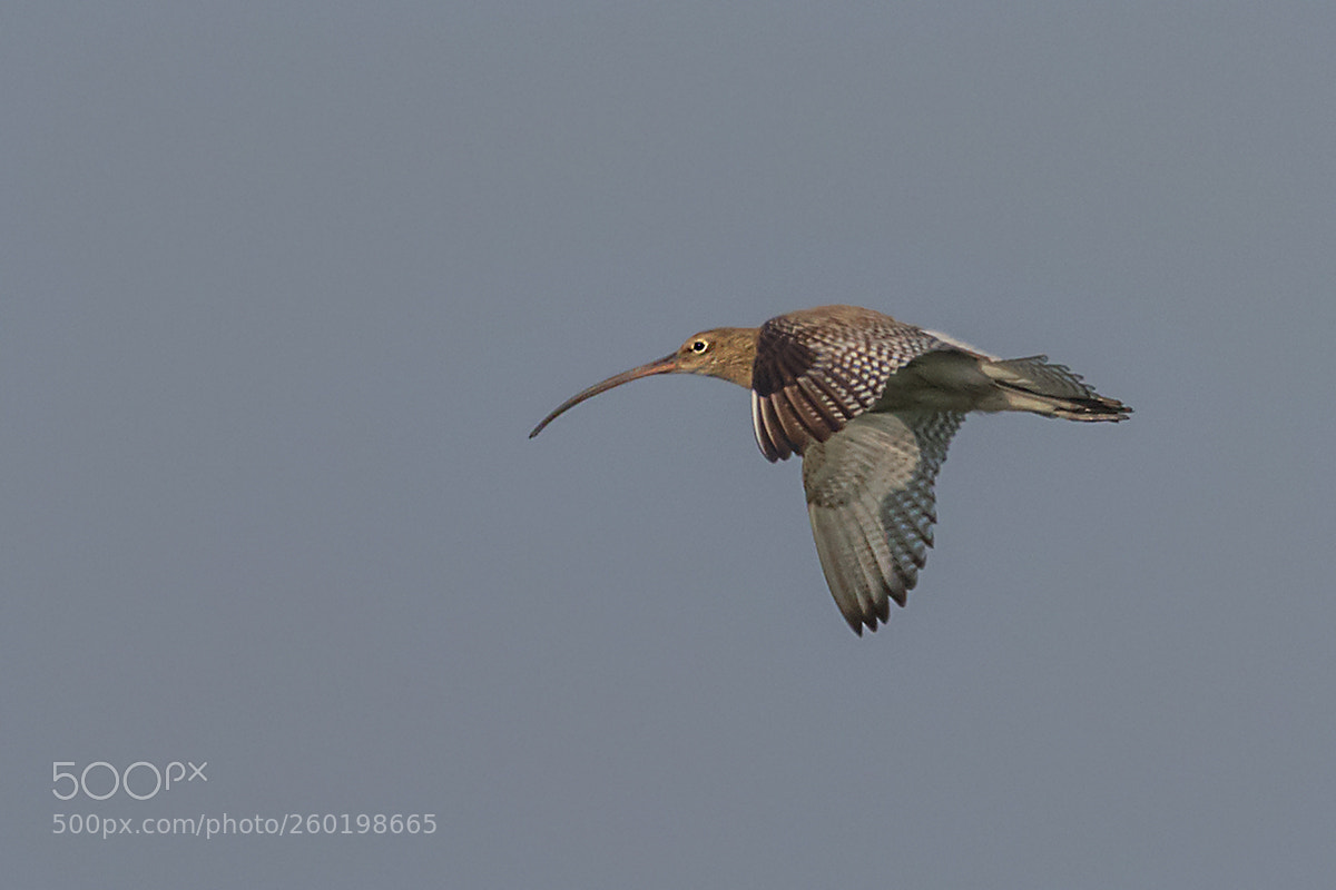 Canon EOS 7D Mark II sample photo. Großer brachvogel photography