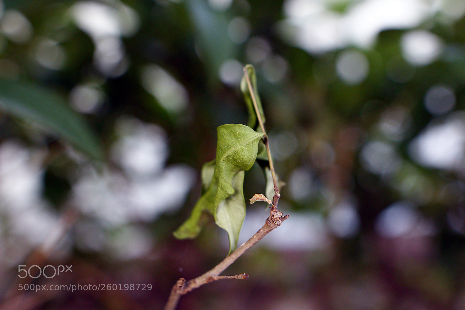 Canon EOS 650D (EOS Rebel T4i / EOS Kiss X6i) sample photo. The leaf photography