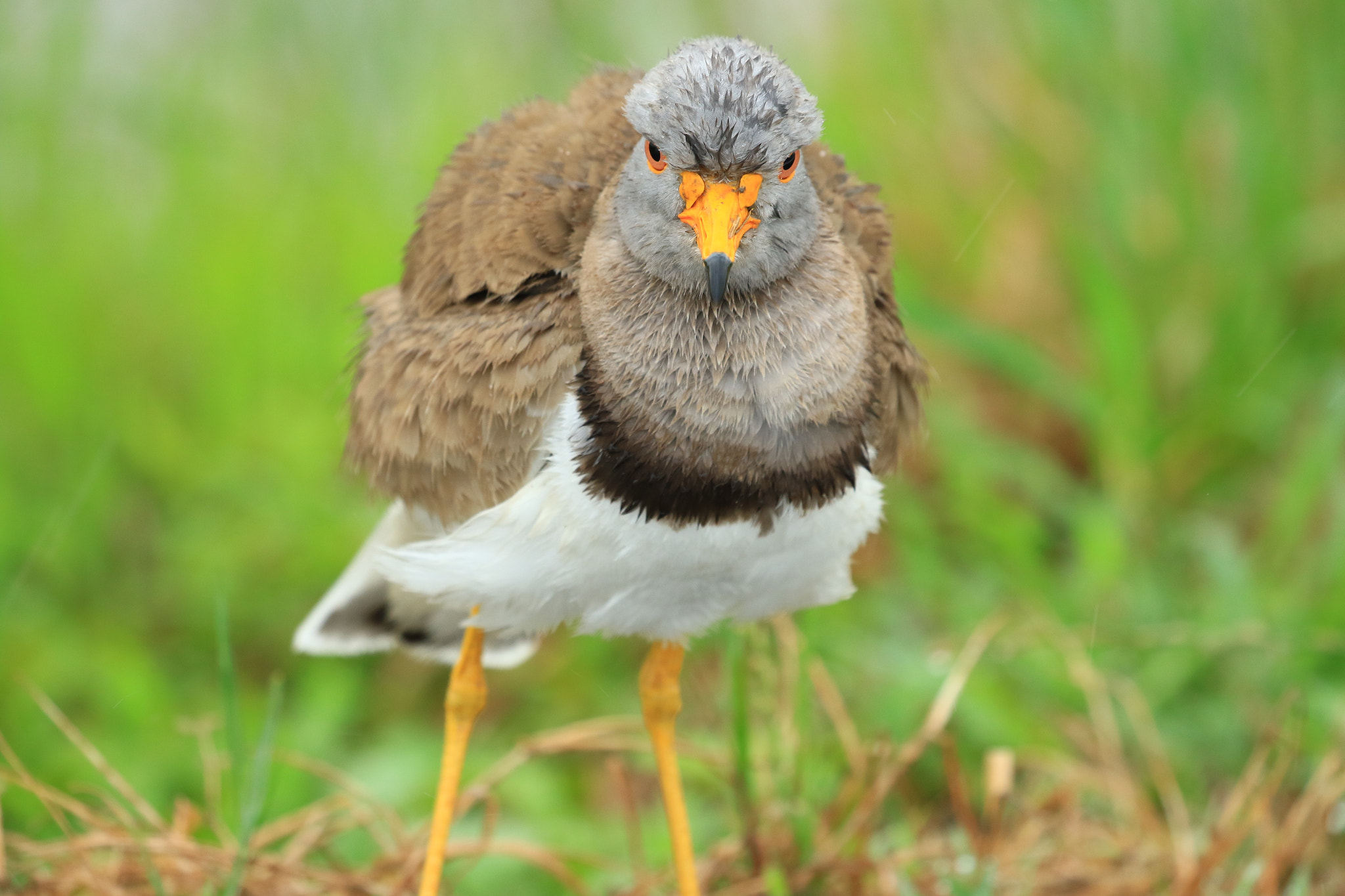 Canon EOS 7D Mark II sample photo. 怒り  grey-headed lapwing ケリ photography