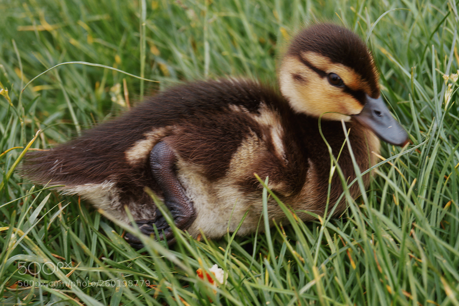 Sony SLT-A58 sample photo. Cute photography