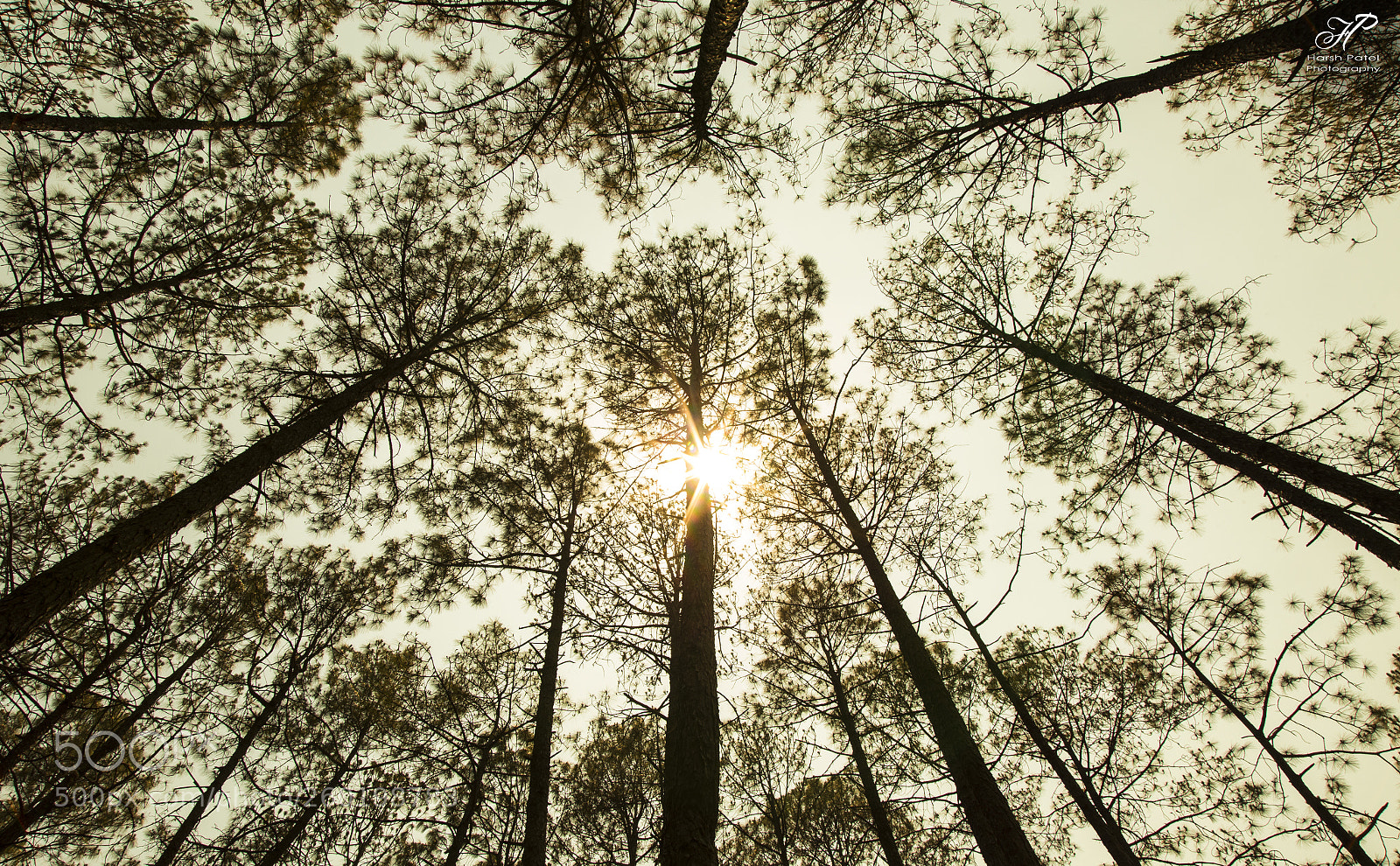 Canon EOS 6D sample photo. Copy photography