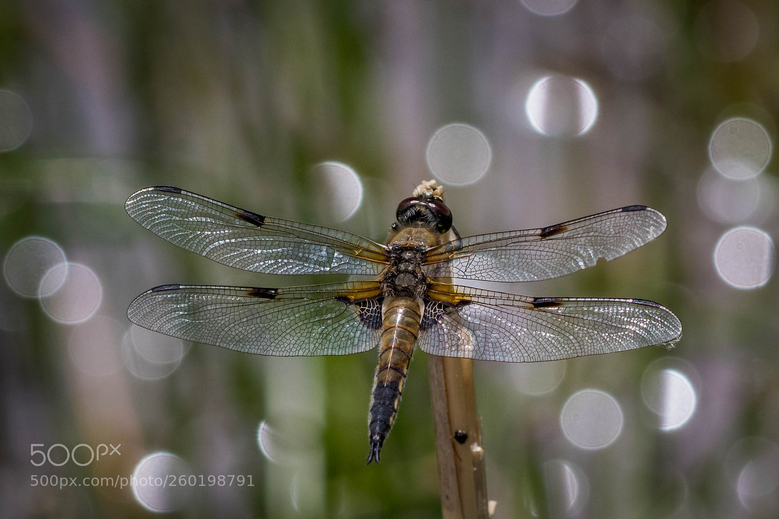 Canon EOS 80D sample photo. Dragonfly - libelle photography