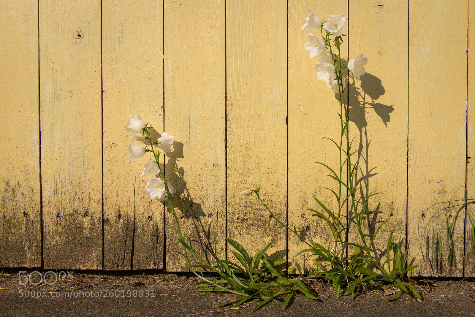 Nikon D750 sample photo. Wallflower photography