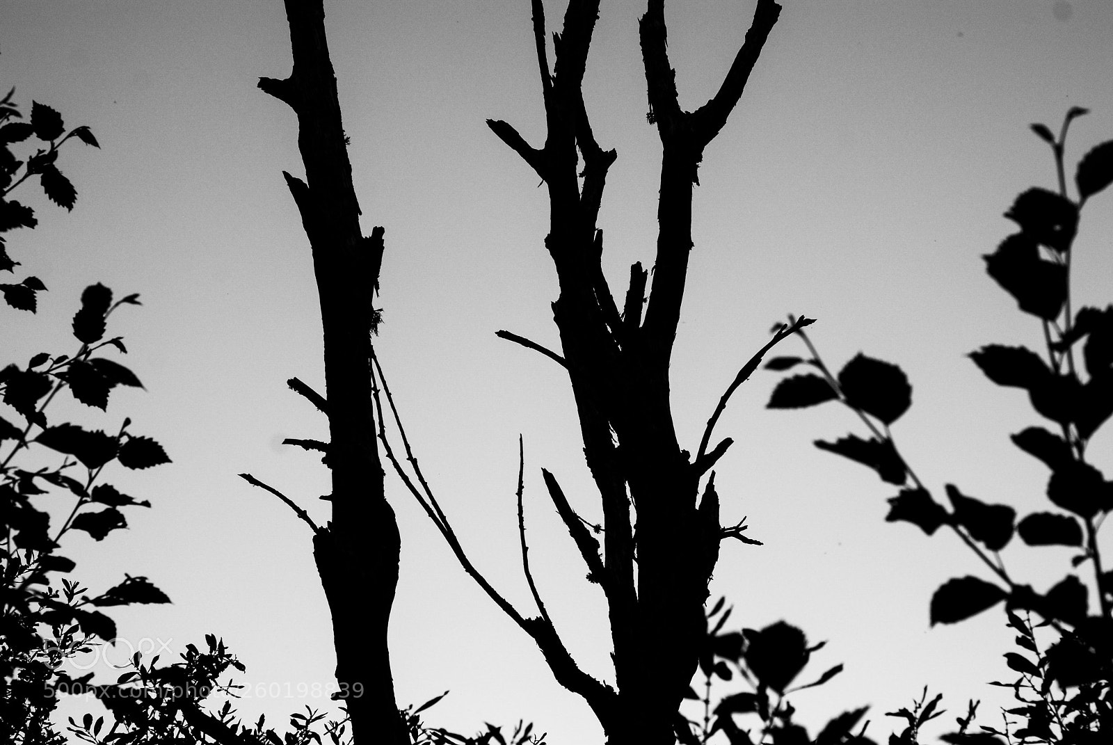 Nikon D80 sample photo. Black tree branch photography