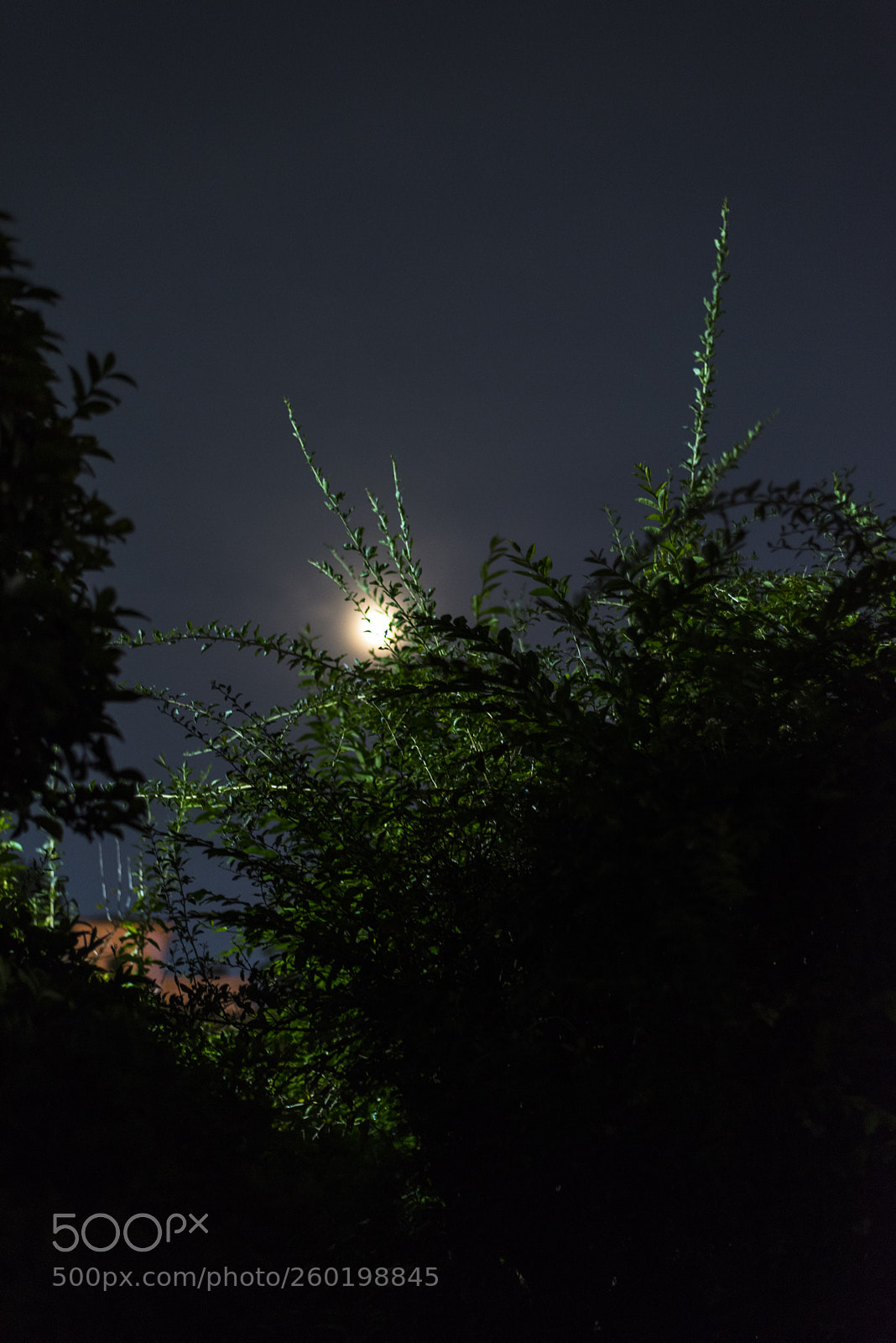 Nikon D810 sample photo. In a night   no.19 photography