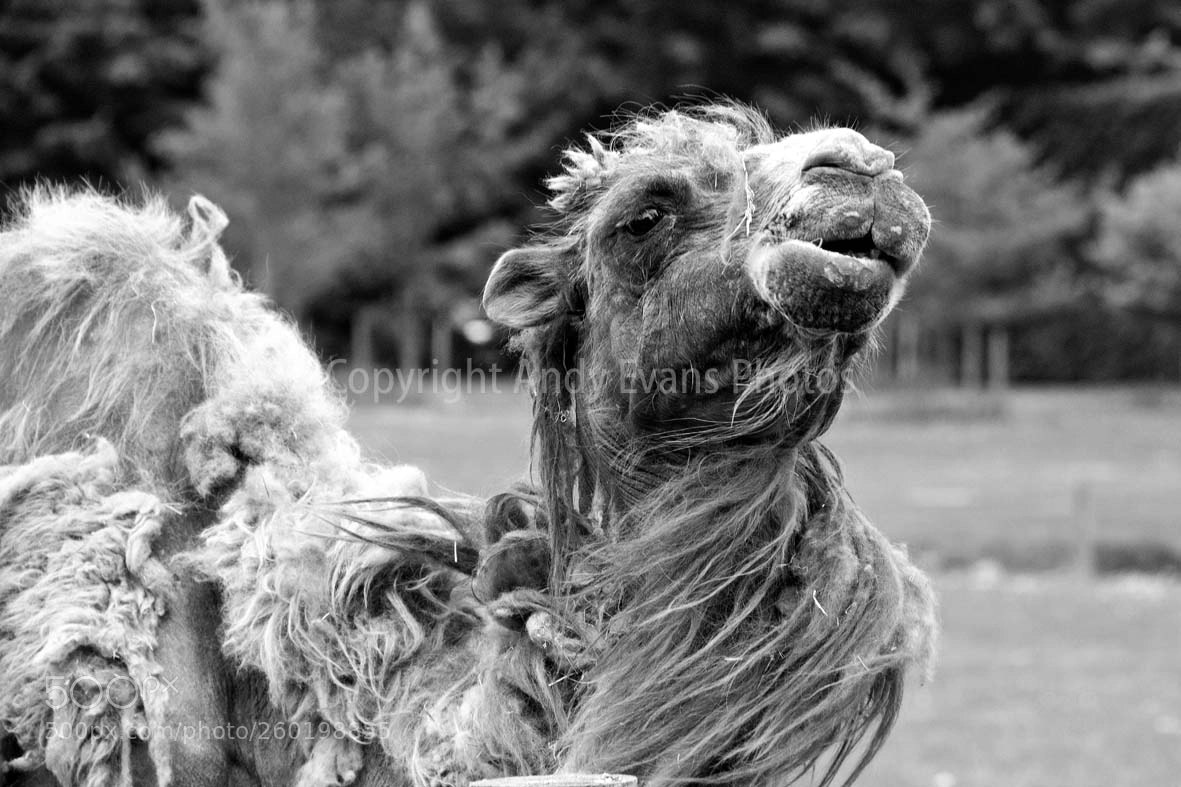 Nikon D3000 sample photo. Bactrian camel two-humped camel photography