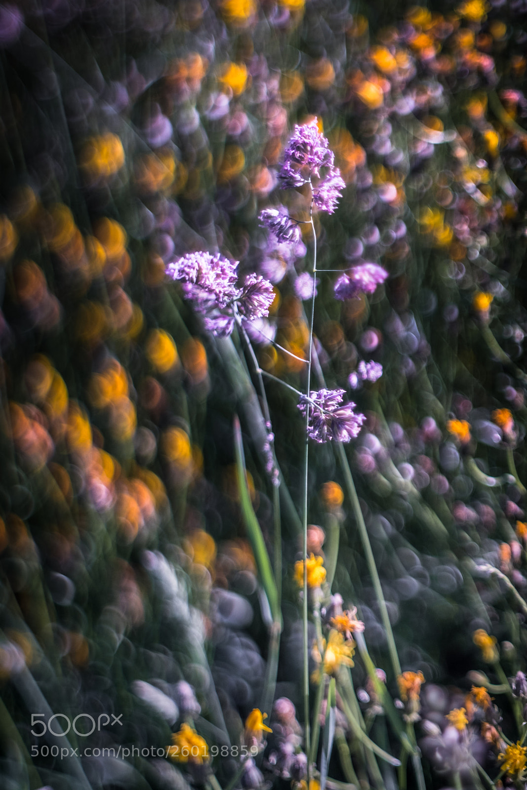 Fujifilm X-T2 sample photo. Untitled photography