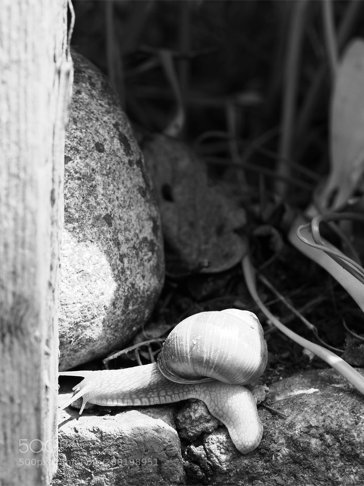 Olympus OM-D E-M10 II sample photo. Snail photography