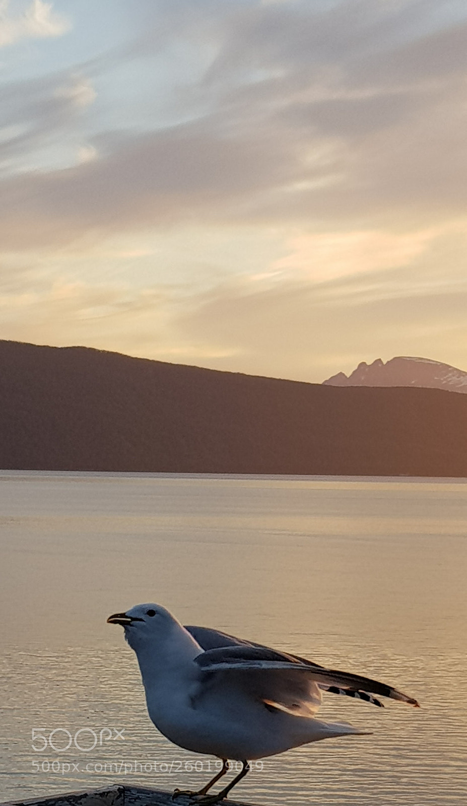 Samsung Galaxy S8 sample photo. Hungry seagull photography