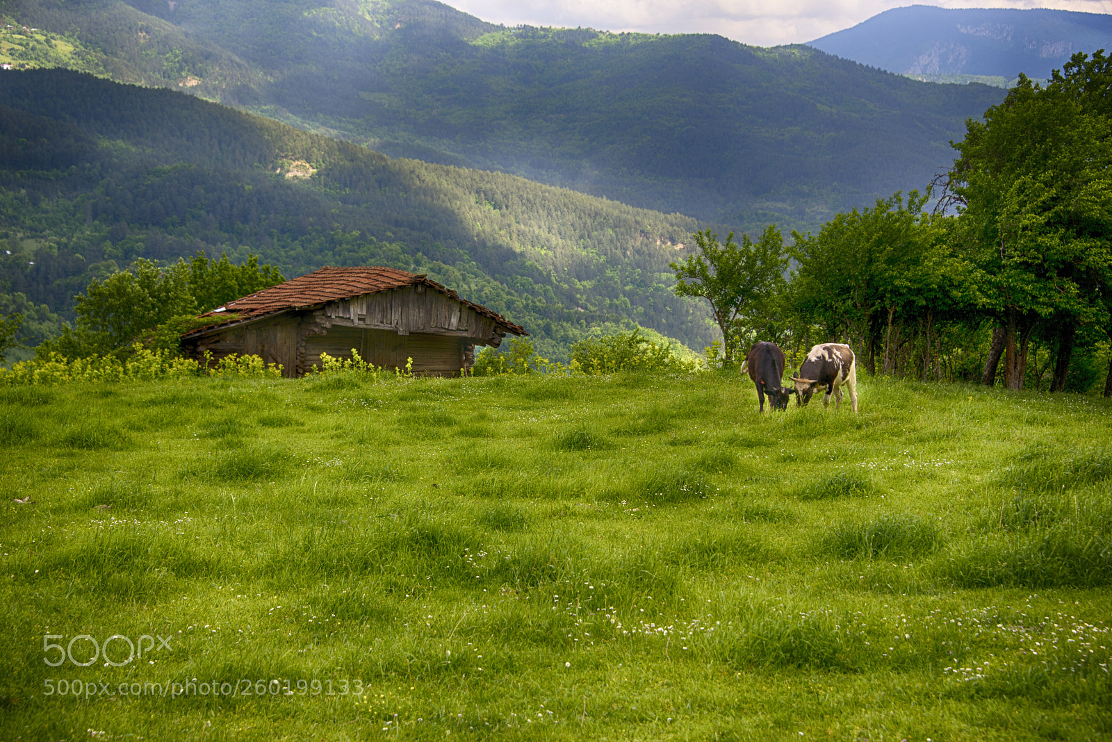 Nikon D610 sample photo. Muratbaşı photography
