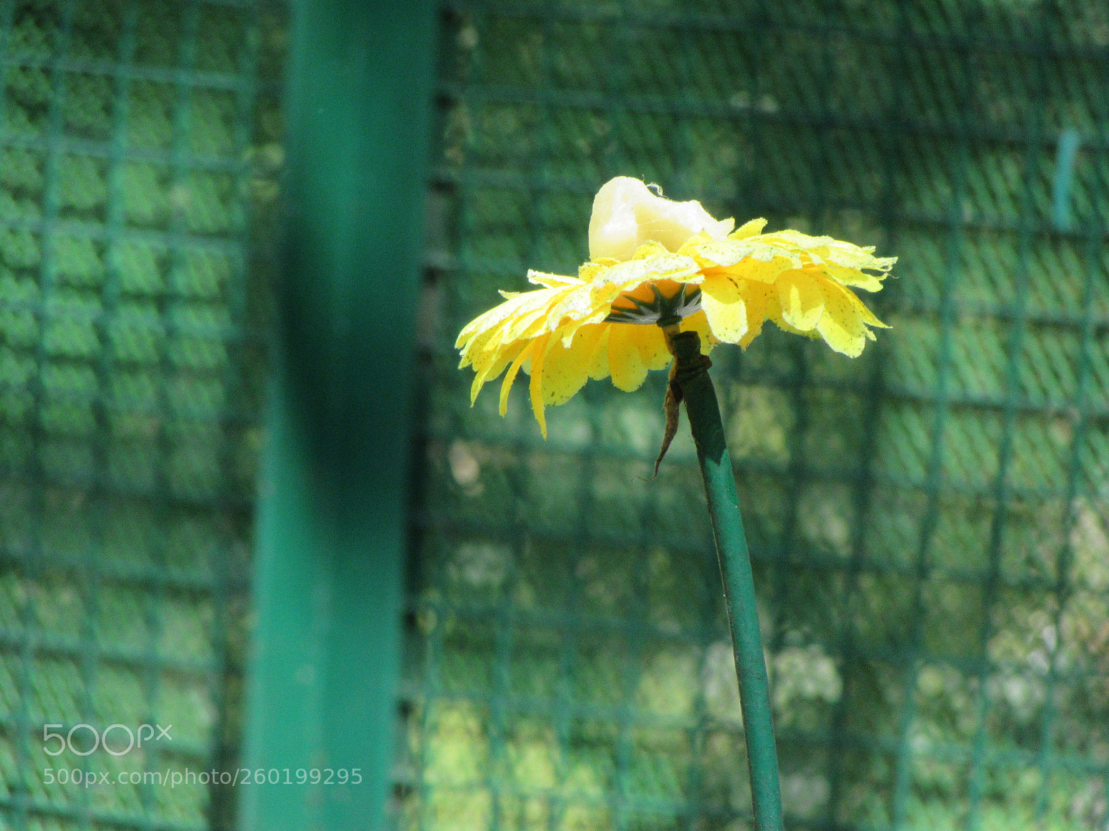 Canon PowerShot SX610 HS sample photo. Img photography