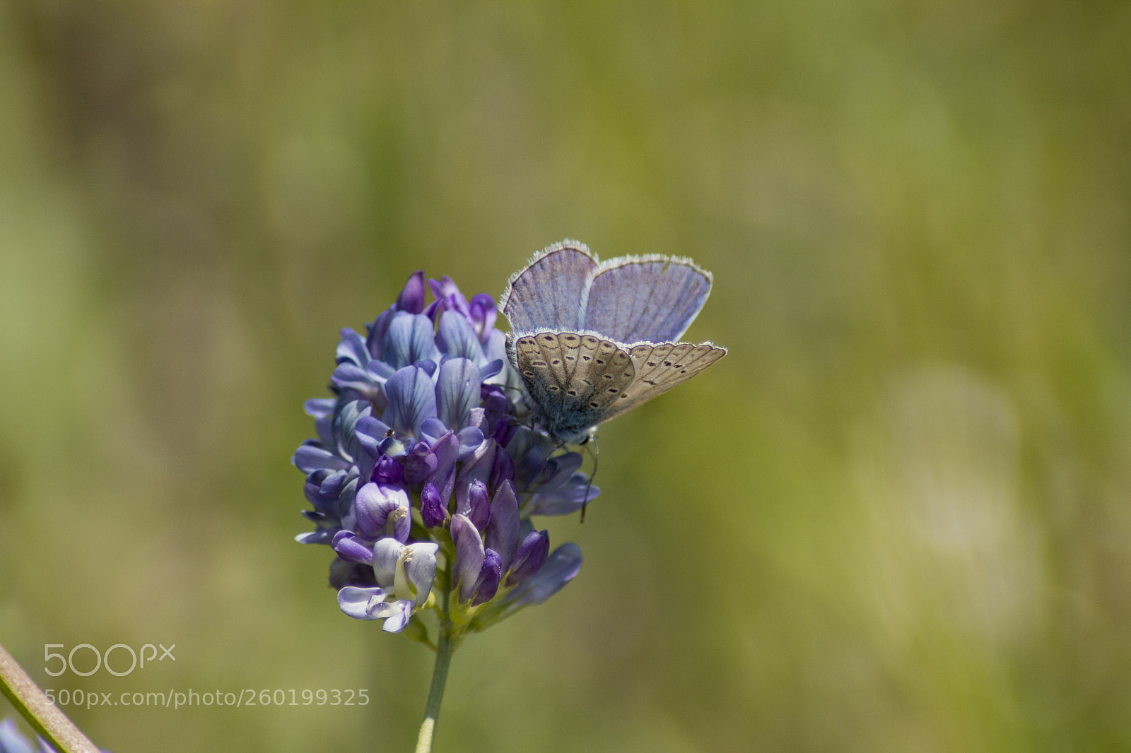 Canon EOS 60D sample photo. Butterfly photography