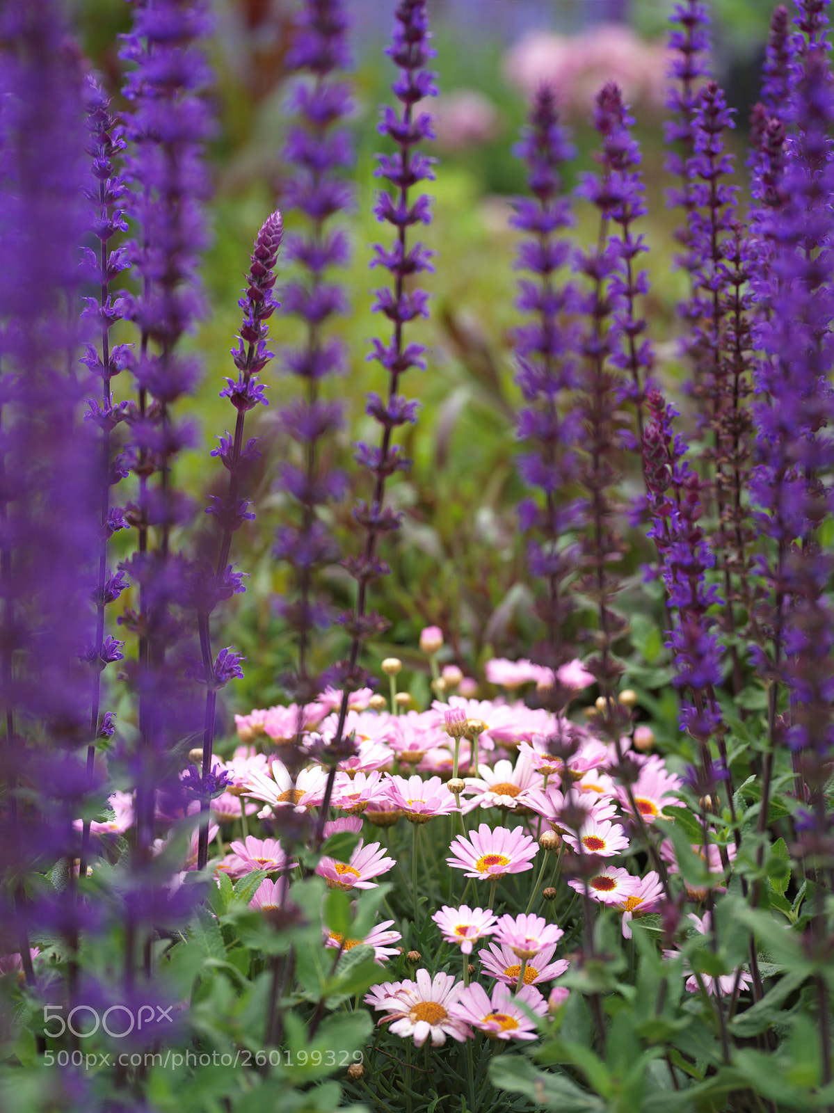 Hasselblad X1D-50c sample photo. Between flowers photography