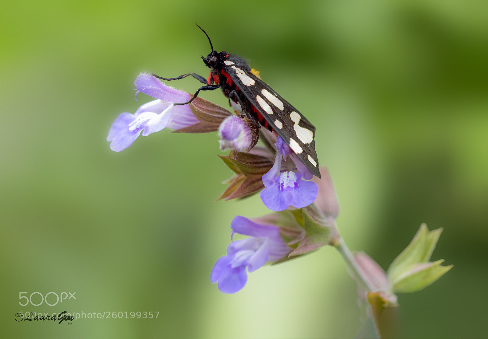 Canon EOS 700D (EOS Rebel T5i / EOS Kiss X7i) sample photo. Zygaena photography